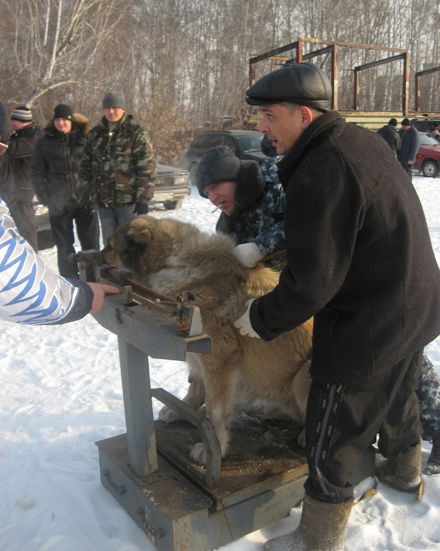 2009.11.21 Вес ЧИНГИЗ-дш 78кг 1г11м (3)