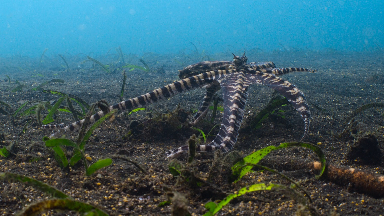 Secrets of the Octopus  S01E01 Disney  1080p WEB DDP x264-NM21vi.mkv_snapshot_29.05.410