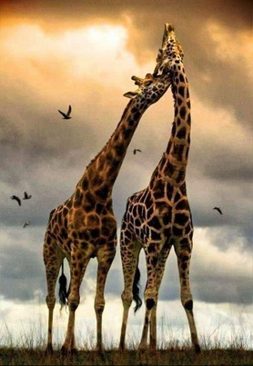 Giraffe-scratch-right-there