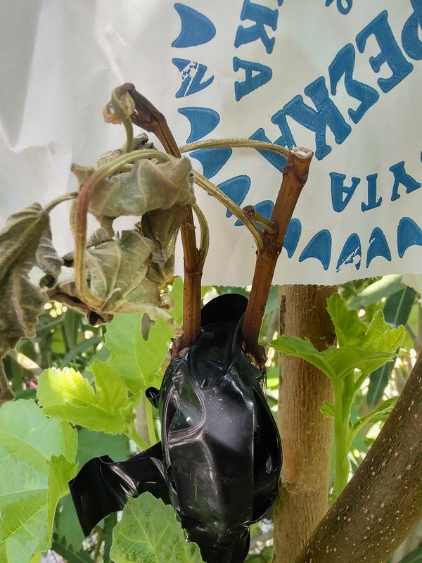 IMG_20230729_100452717_HDR