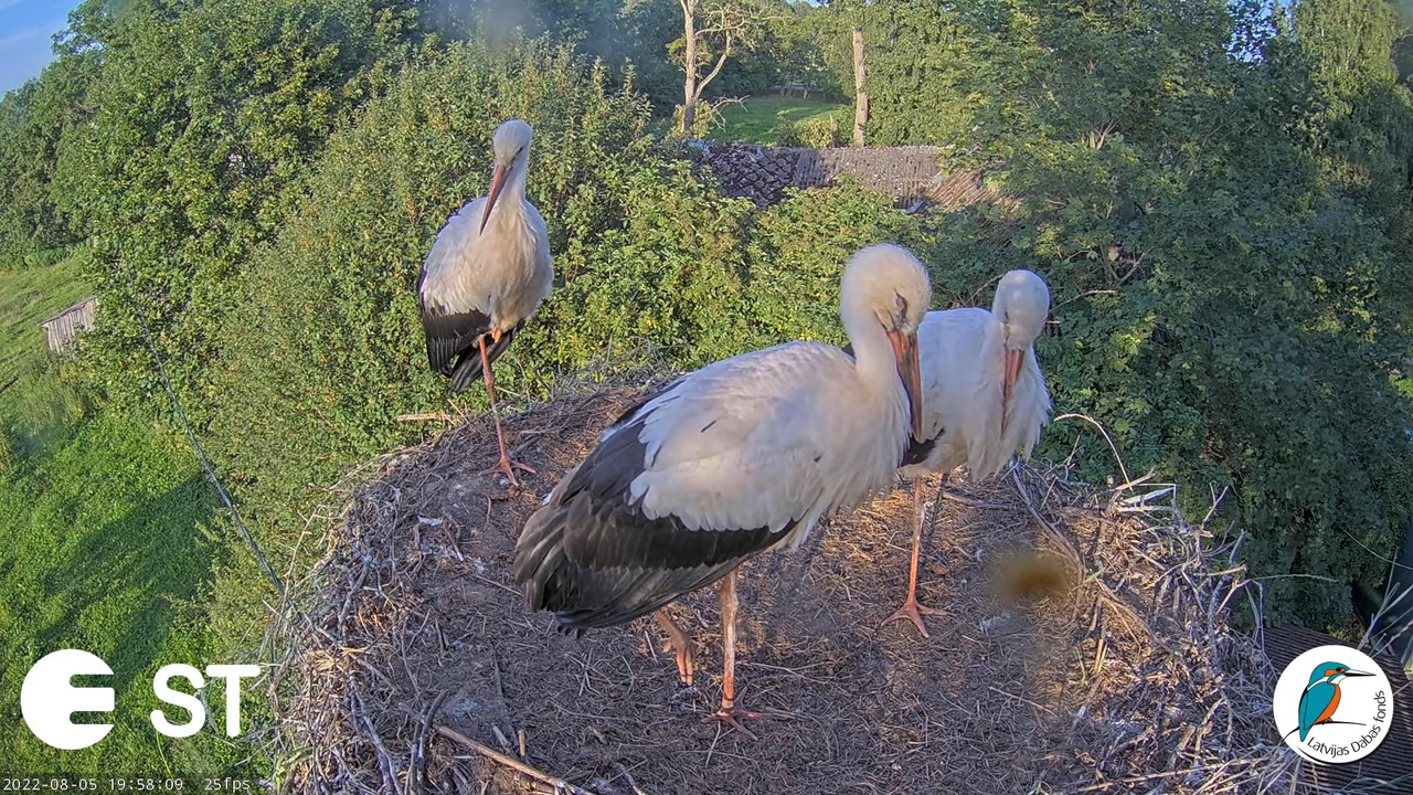 Baltie stārķi (Ciconia ciconia) Tukuma novadā - LDF tiešraide __ White storks in Tukums, Latvia 11-0