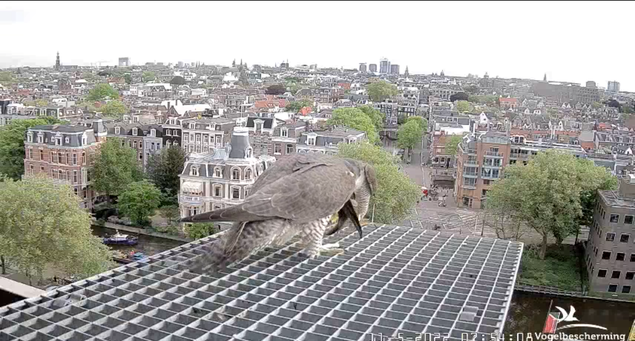 Amsterdam/Rijksmuseum screenshots © Beleef de Lente/Vogelbescherming Nederland - Pagina 36 2022-05-11-075450