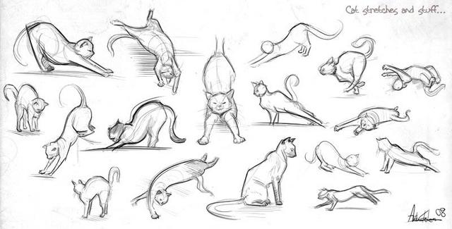 Animal study drawing cats Animal study drawing cats