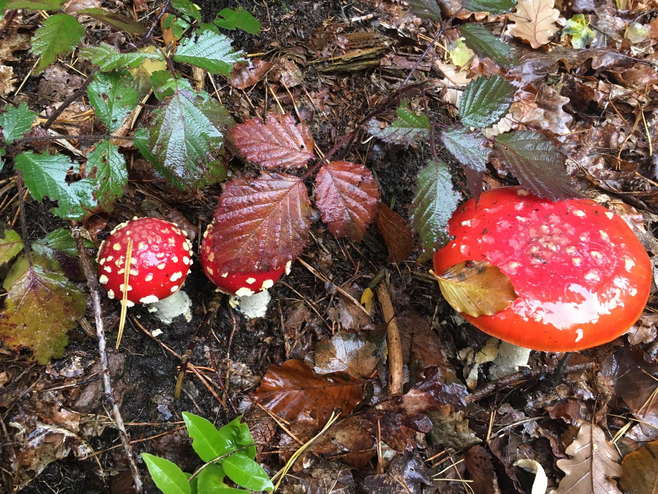 Waldbaden in der Natur