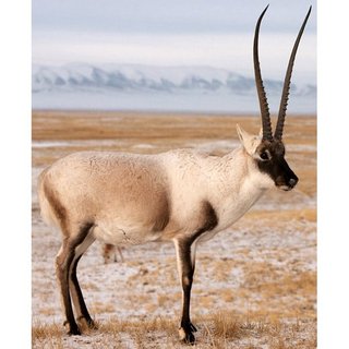 https://i.postimg.cc/sDQ7HGC6/antilope-du-tibet-photo-4-1.jpg
