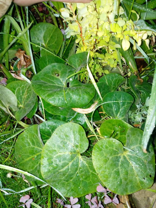 копытень европейский