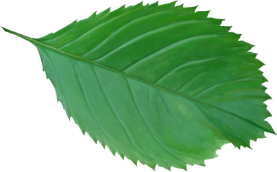 Leaf4