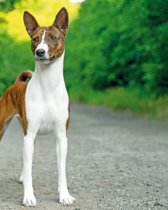 QuattroZampe Lug 2024 (10)