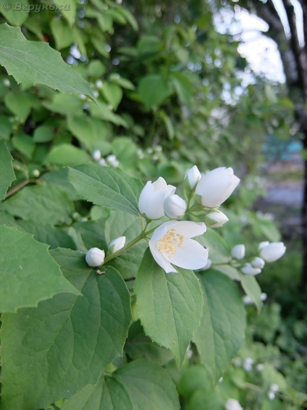 DSCF9170