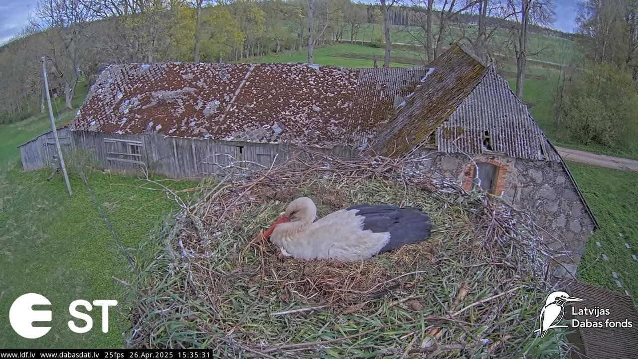(39) Baltie stārķi (Ciconia ciconia) Tukuma novadā __ White storks in Tukums, Latvia - YouTube - 712