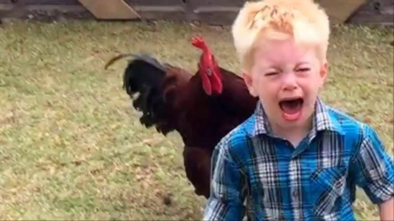 Pelea entre gallo y rata se hace viral en redes sociales