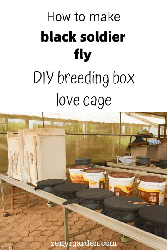 how-to-make-black-soldier-fly-breeding-box-love-cage-pin.jpg
