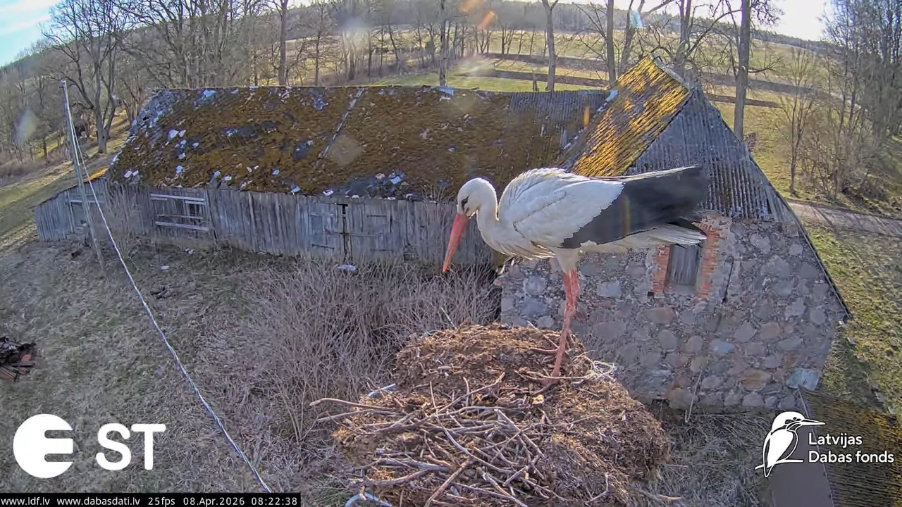 Baltie stārķi (Ciconia ciconia) Tukuma novadā White storks in Tukums Latvia 6 45 13 screenshot