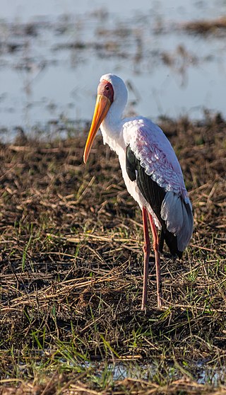 Burundi (2014) Serie de aves africanas Mycteria-ibis