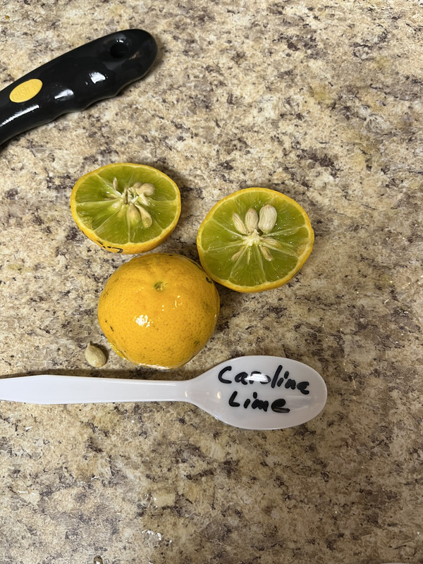 EB2ECB4E-460C-40E5-893E-AF5FEA367354