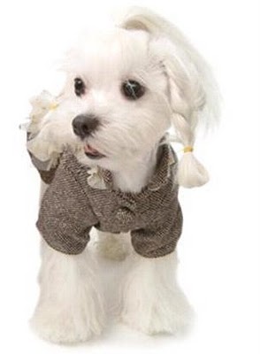 Dog-dressed-up-braids