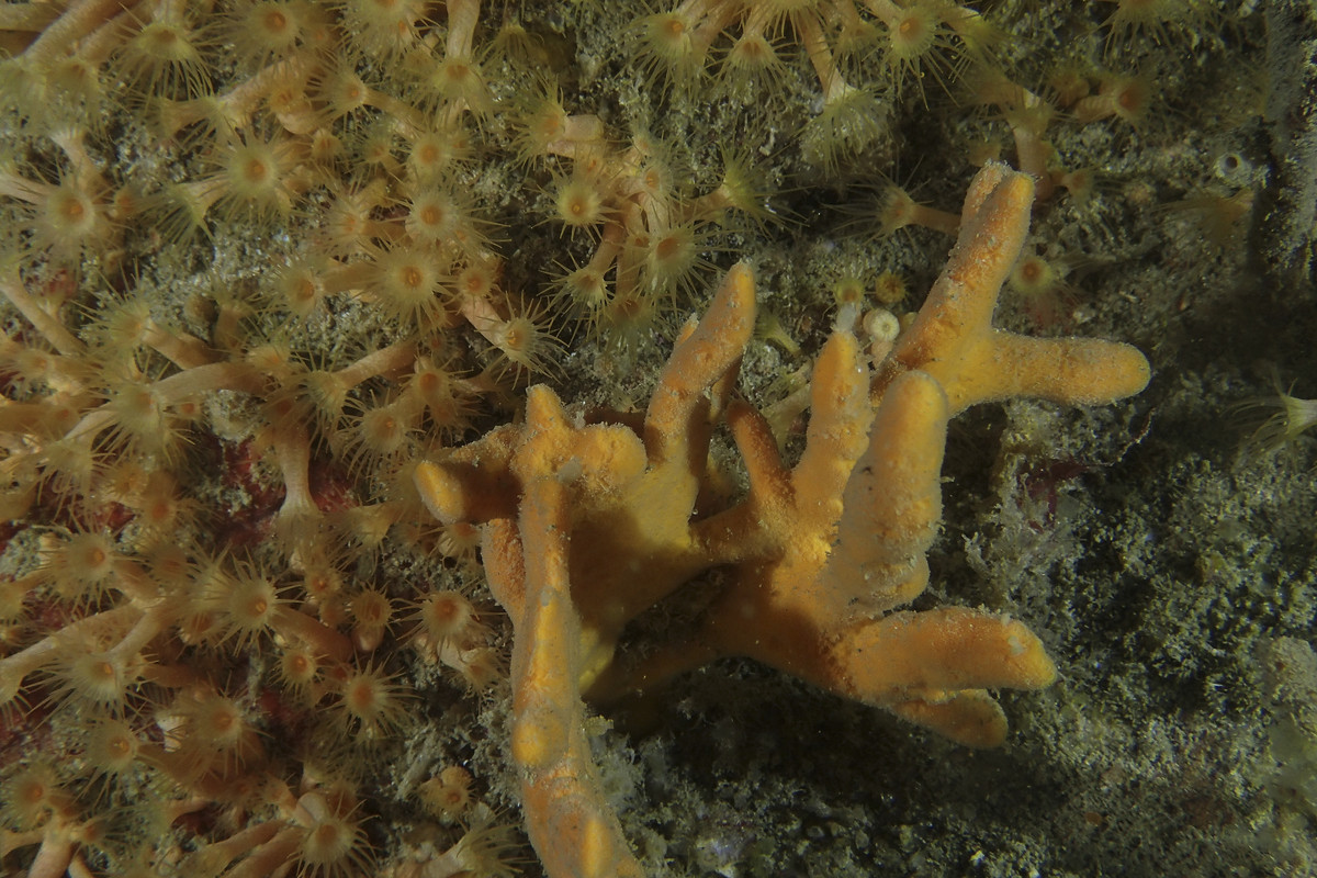 09004_08-05-2Coul-8030045