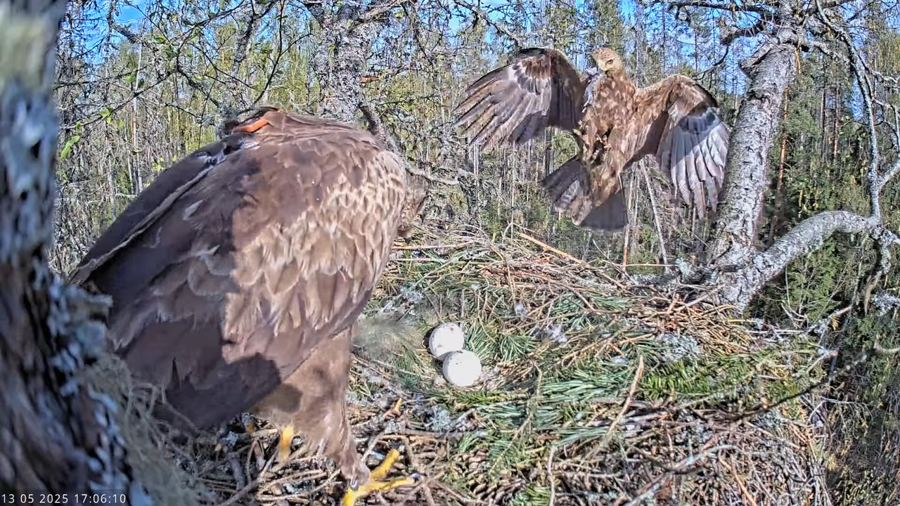 Väike-konnakotkas __ Clanga pomarina __ Lesser Spotted Eagle 13-35-5 screenshot