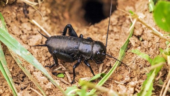 Are Crickets Safe for Parrots