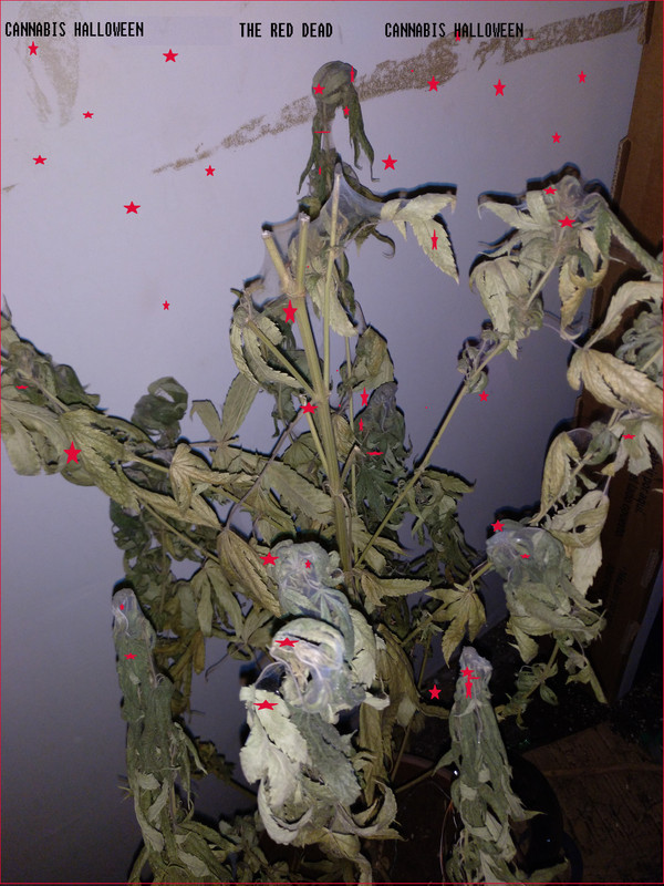 CANNABIS-HALLO.jpg