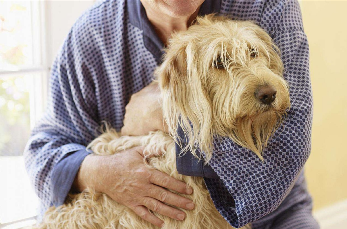 ¿Qué enfermedades puede tener un perro viejo? Martha Debayle responde