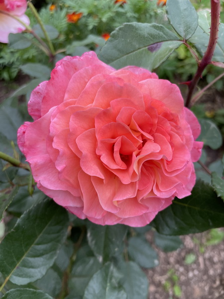 https://i.postimg.cc/sDXYc0Mv/IMG-9857.jpg