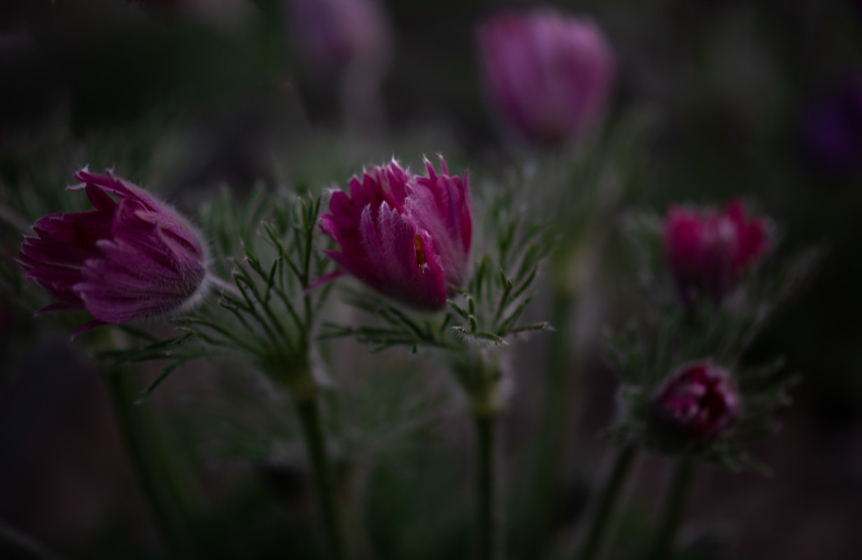 IMG-64ce48ae26160d364af6a651c001136c-V