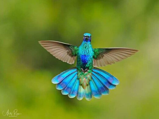 Hummingbird-Turq-body-tail