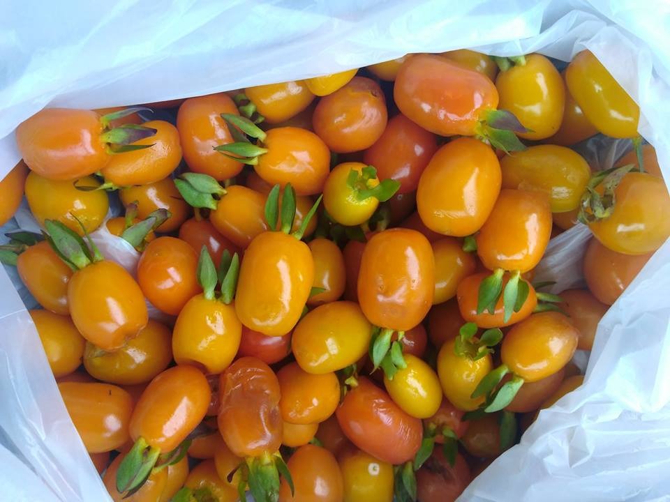 radins_46b44d48-a0d4-4b3a-889d-7b6d09cd2ad8