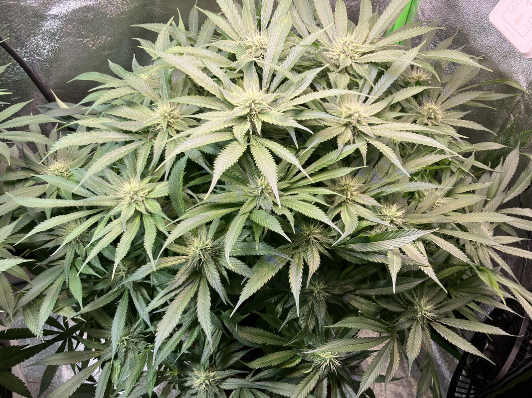 gIMG_1669 (Junio 4  2023)