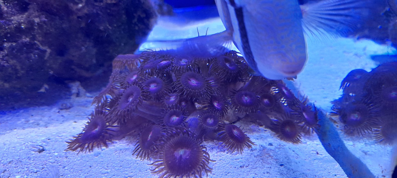 изображение_viber_2021-04-04_08-12-15