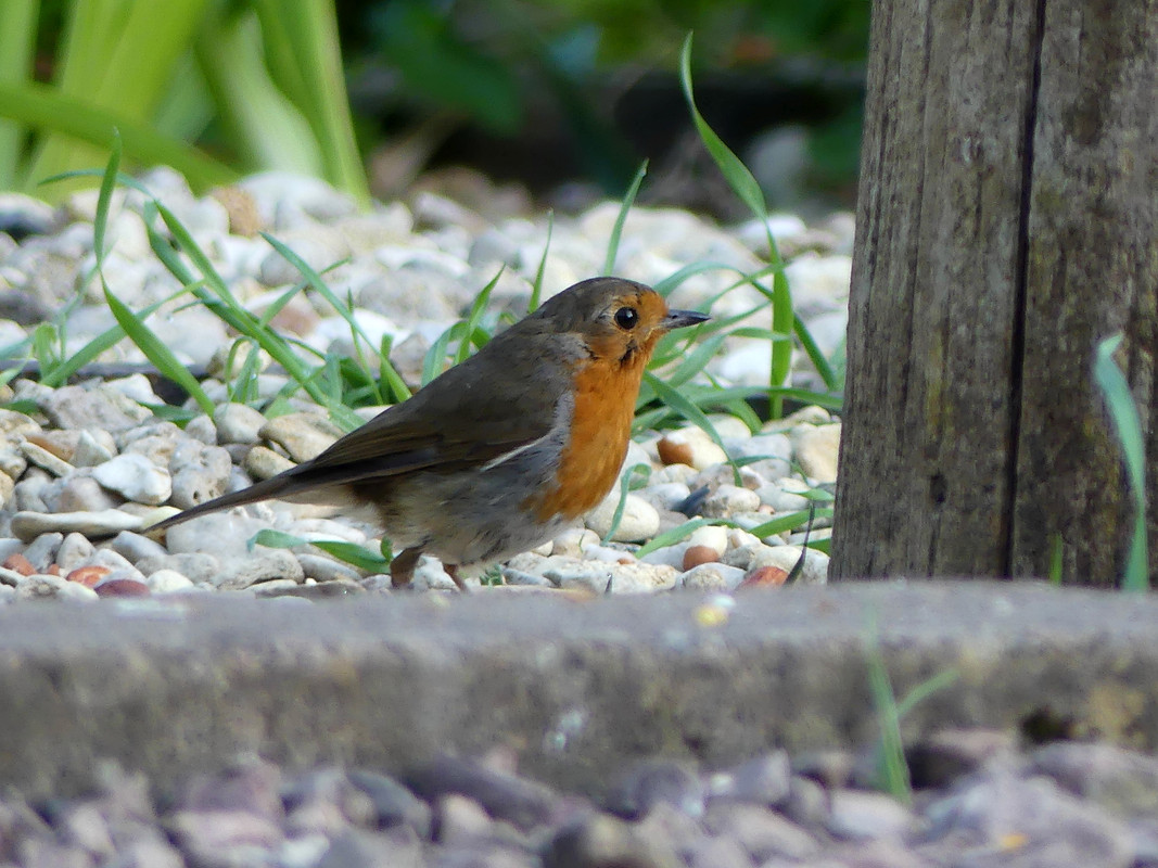 ROBIN 3
