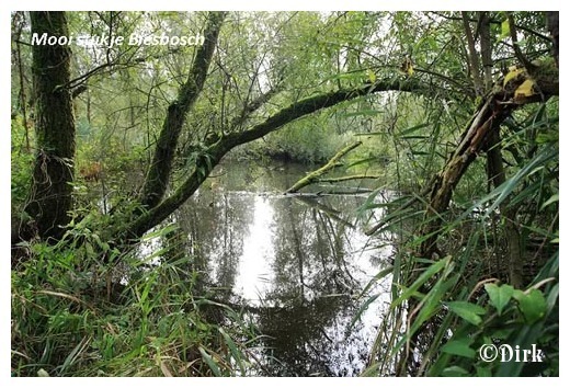 Biesbosch.jpg