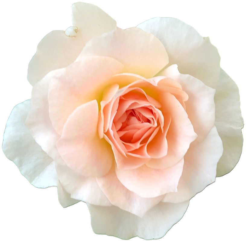 Peach Rose 1