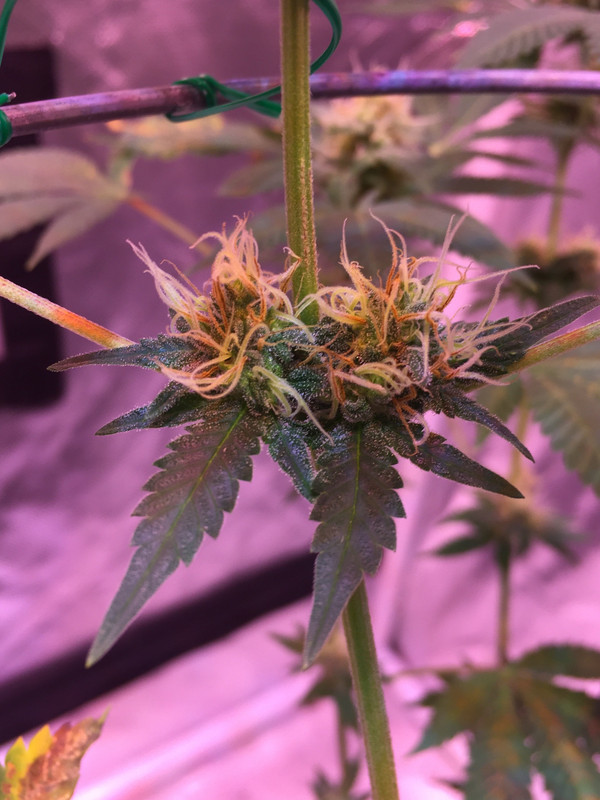 7C4A0905-806B-49B6-9C4C-8A95C5F7BFC0