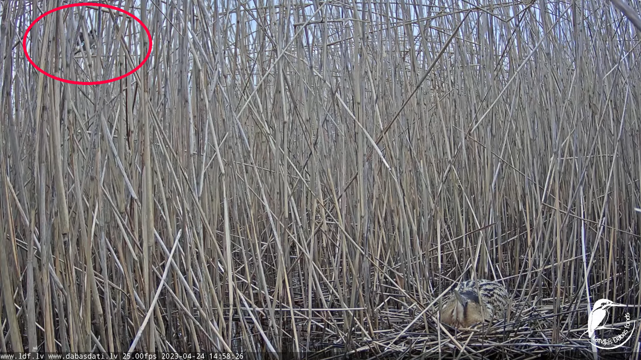 Lielais dumpis (Botaurus stellaris) Engurē - LDF tiešraide 11-54-1 screenshot (1)