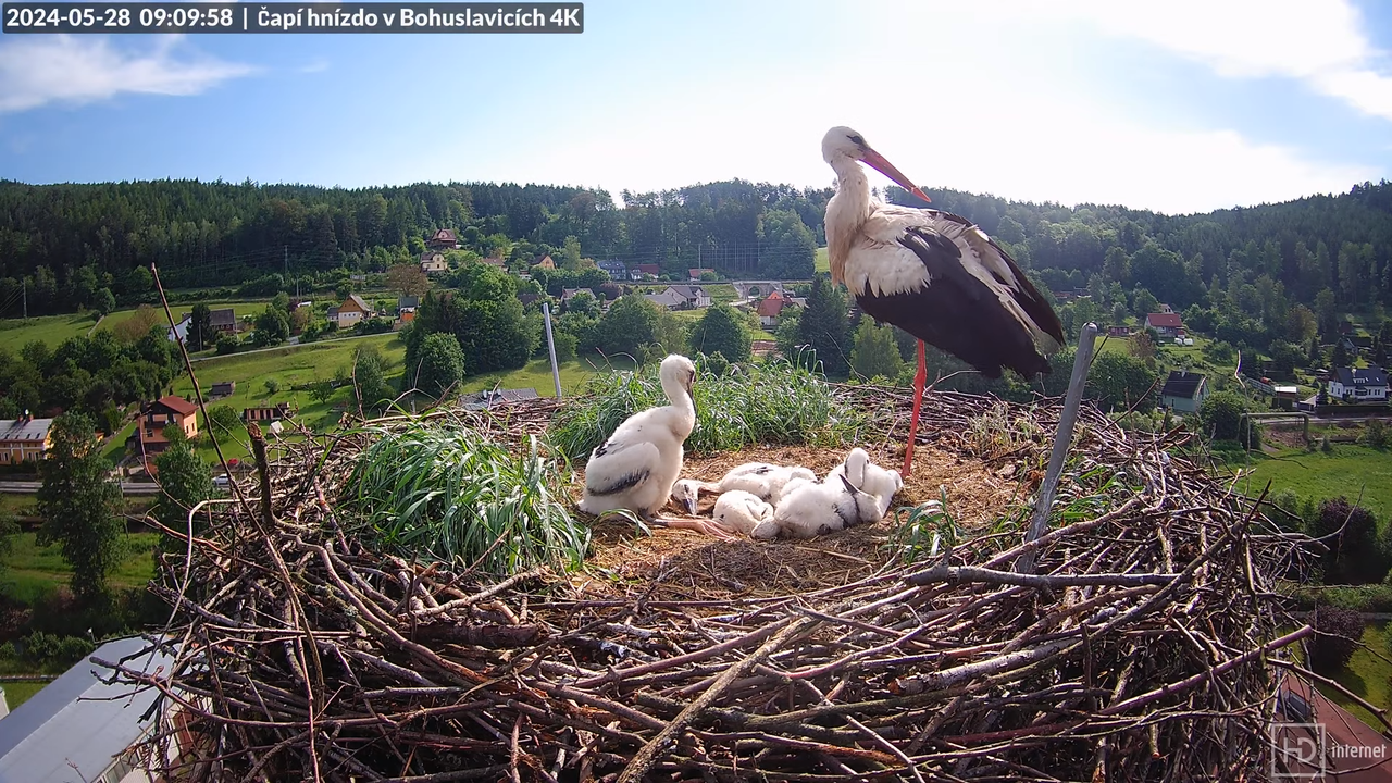 Živě z čapího komína firmy KARA v Bohuslavicích u Trutnova 10-37-47 screenshot