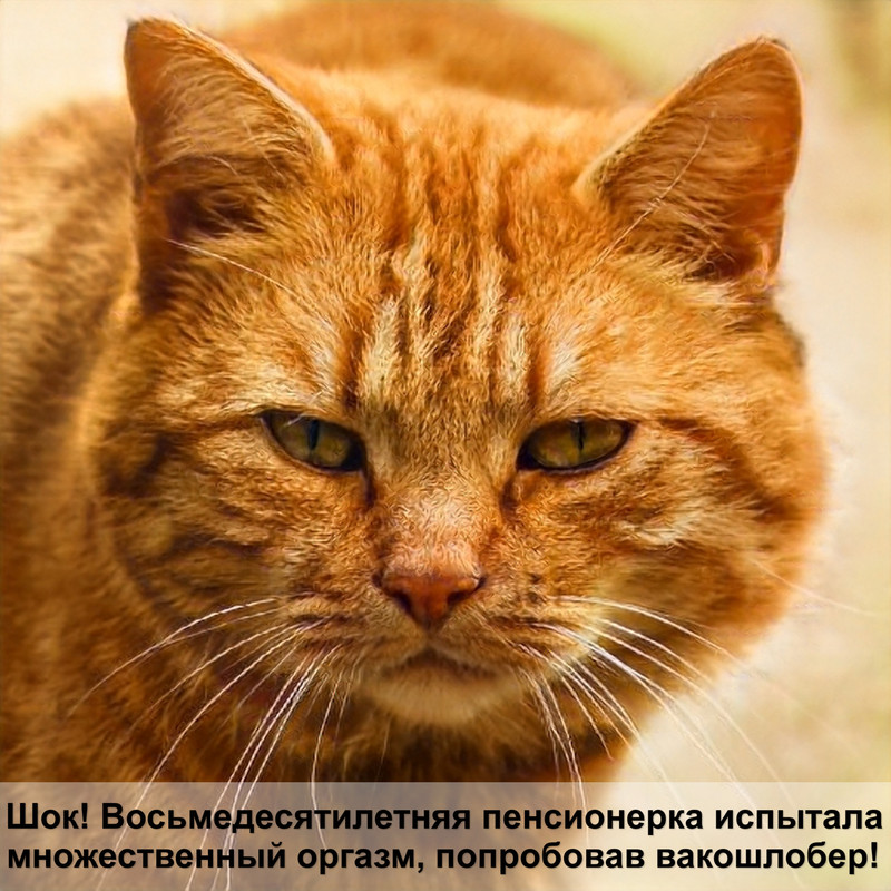 древесный наполнитель для кошек