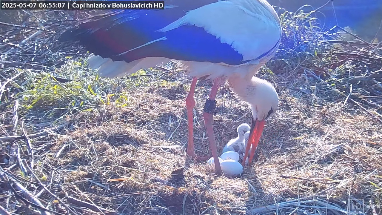 Živě z čapího komína v Bohuslavicích u Trutnova v HD 10-50-12 screenshot