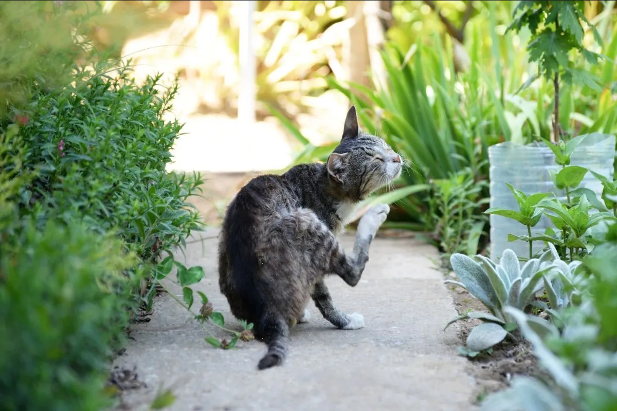 Elimina las pulgas de tu gato con este remedio casero con manzanilla