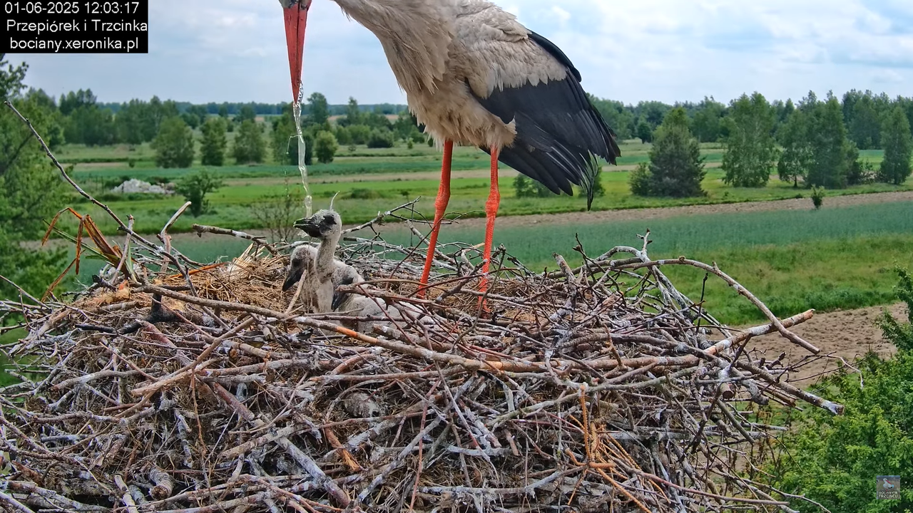 01062025bociany26