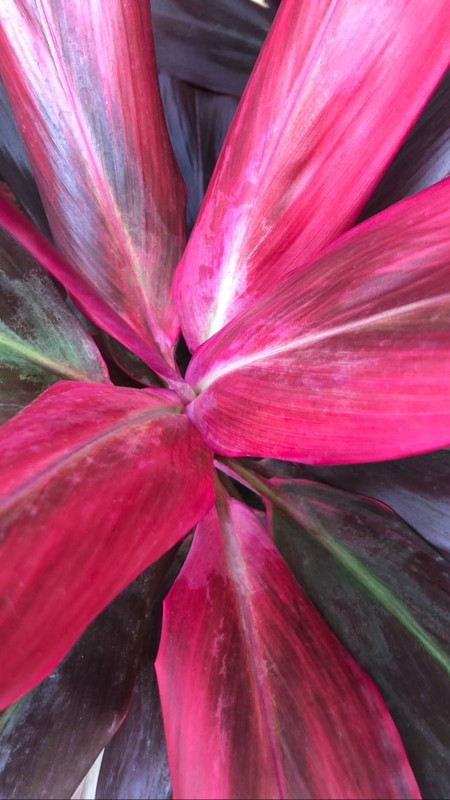 angelcandices~1555957252~2027839227823642876_43114731