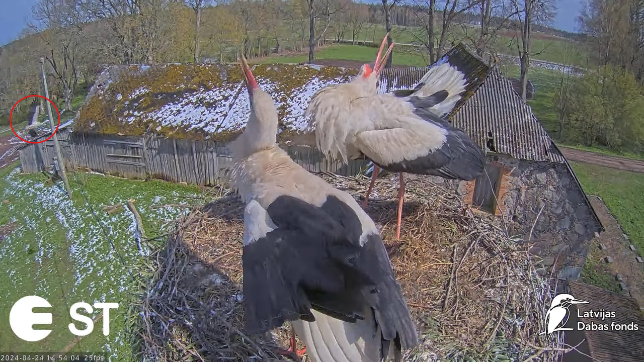 Baltie stārķi (Ciconia ciconia) Tukuma novadā - LDF tiešraide __ White storks in Tukums, Latvia 10-3