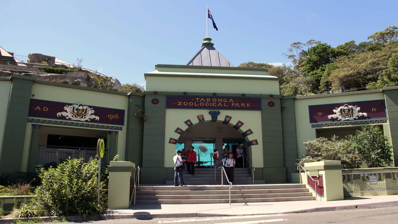 Menelaah Dunia Satwa di Taronga Zoo: Pesona Alam Liar di Tengah Kota Sydney