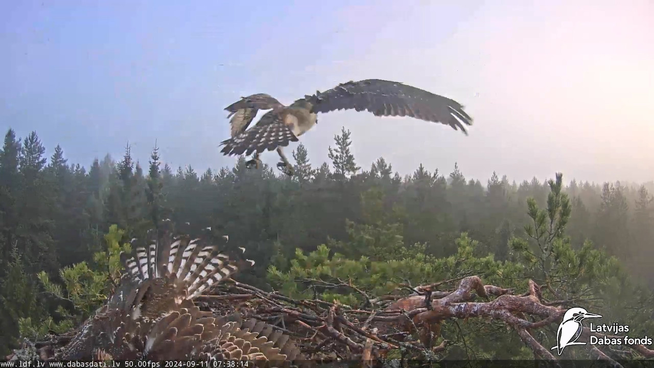 Zivju ērglis (Pandion haliaetus) Kurzemē - LDF tiešraide_20240911_082627.705
