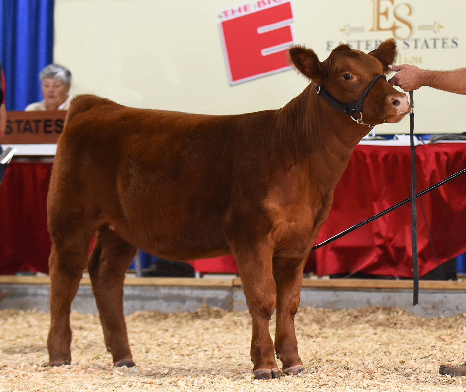 Big E - 2018 Firecracker class winner crop fix