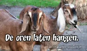 De-oren-laten-hangen-300x178.webp