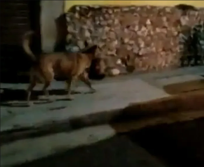 Investigan la identidad de la cabeza que cargaba un perro en su hocico