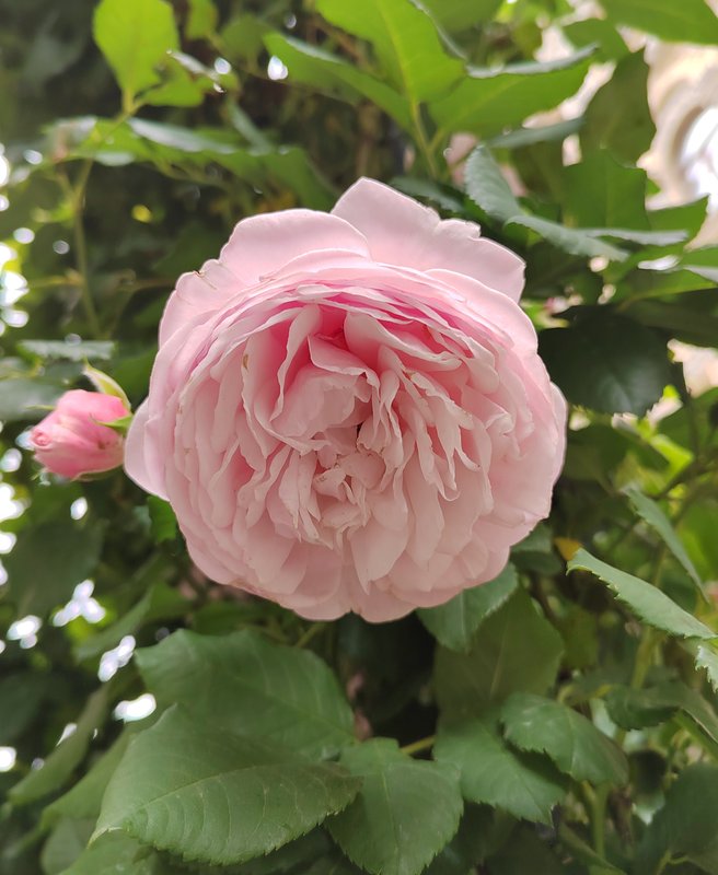 https://i.postimg.cc/sDkYJ3mq/65-IMG-20250706-160451.jpg