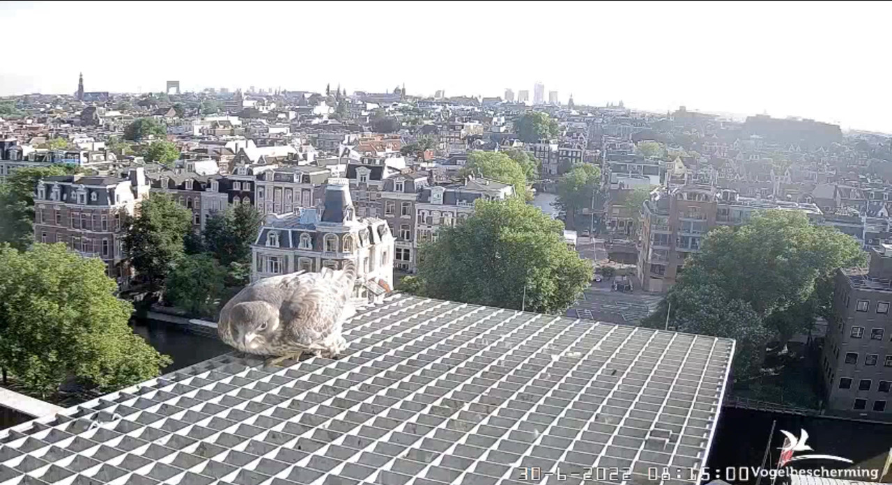 amsterdam - Amsterdam/Rijksmuseum screenshots © Beleef de Lente/Vogelbescherming Nederland - Pagina 34 Video-2022-06-30-081654-Moment-4
